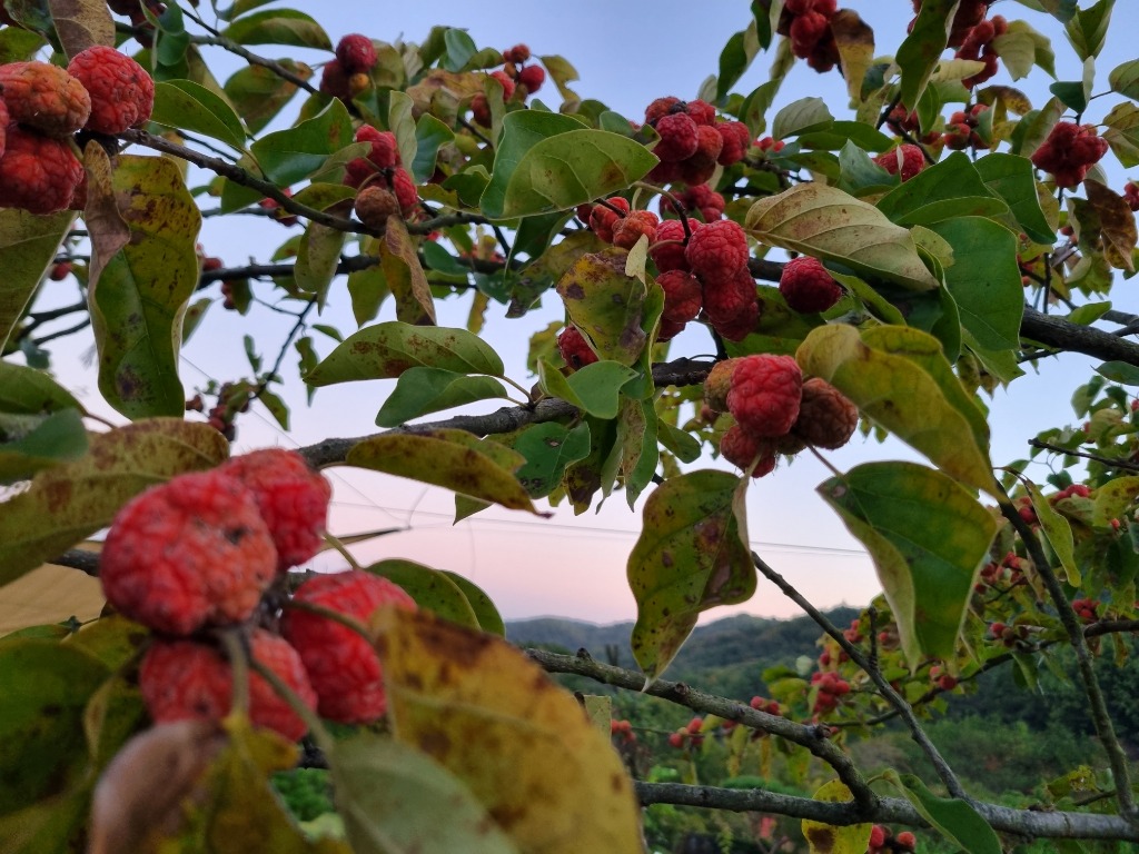 자연 그대로의 꾸지뽕